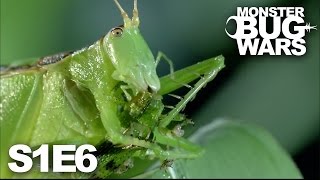 MONSTER BUG WARS  Rainforest Rampage  S1E6 [upl. by Aieka]