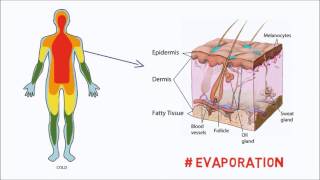 How our Bodies control Temperature [upl. by Anale]