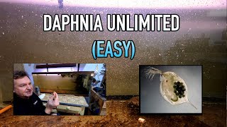 How I Raise Daphnia Water Fleas And You Can Too [upl. by Hsan]