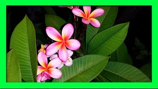 How To Grow Frangipani From Cuttings  Frangipani Plumeria Propagation [upl. by Schinica]