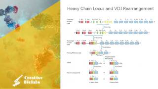 Antibody Diversity  Gene Rearrangement [upl. by Hanikas808]