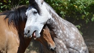 Beautiful Natural Stallion amp Mare Courtship Dance [upl. by Nhor]