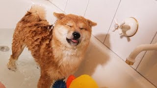 Shiba Puppys First Bath Not Happy [upl. by Steffi646]