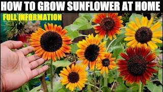 How To Grow Sunflower At Home  Seed to Flower [upl. by Alvita662]