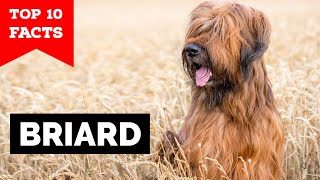 Briard  Top 10 Facts [upl. by Vasya]