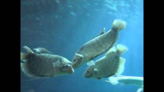 Giant Gouramis at the Tennessee Aquarium [upl. by Bastian821]