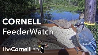 Cornell Lab FeederWatch Cam at Sapsucker Woods Live 247 [upl. by Brenner335]