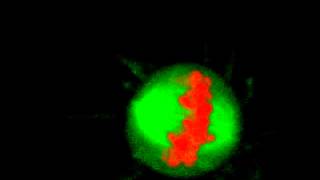 Mitosis in 3D  With Chromosome Bridge [upl. by Rosenthal]