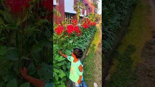 Bosonto batase shortvideo flowers [upl. by Scharaga412]