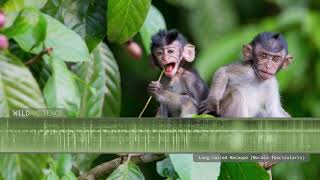 Longtailed Macaque  Sounds and Calls [upl. by Urata]