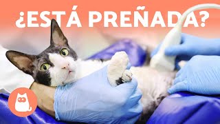 6 SÍNTOMAS de una GATA EMBARAZADA y otras DUDAS [upl. by Mittel466]