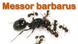 Ant care species guide 1  Messor barbarus [upl. by Janey]