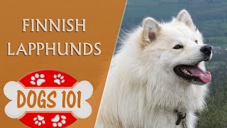 Dogs 101  Finnish Lapphunds  Top Dog Facts About the Finnish Lapphunds [upl. by Atiseret405]