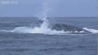 Humpback whales attempt to stop killer whale attack  Planet Earth Live  BBC [upl. by Reprah691]