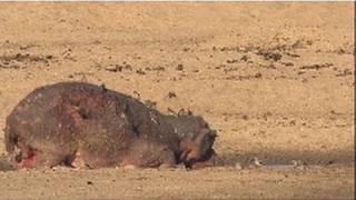 Poor Mama Hippo  Nat Geo Wild [upl. by Aneda]