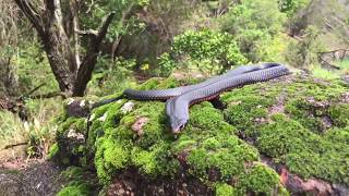 RedBellied Black SnakePseudechis porphyriacus Wild Australian Elapidae Snake [upl. by Gnuj]