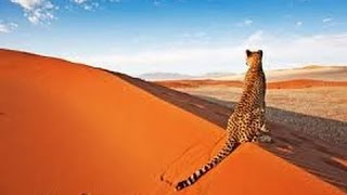 National Geographic Secret Wild Kalahari Best New Documentary 2016 HD [upl. by Elana]