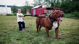 “Hulk” The Massive Family Pit Bull [upl. by Langill]