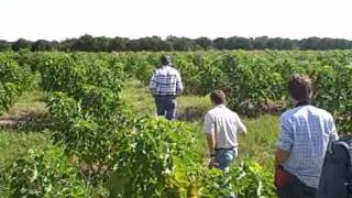 Growing Jatropha in Florida for Biodiesel [upl. by Fogarty]