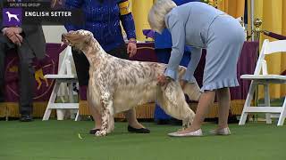 Setters English  Breed Judging 2020 [upl. by Edan]