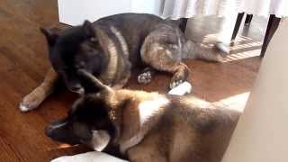 Akitas Vocal Play [upl. by Conlan]