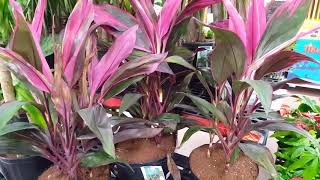 Care tips for the Cordyline Plant  Donna Joshi [upl. by Ellora287]