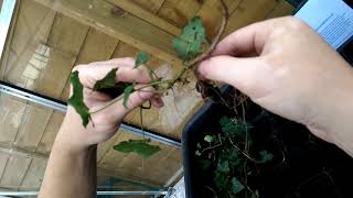 Ivy Hedera helix How To Propagate amp Make More Plants [upl. by Remmus]