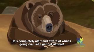 How Do Bears Hibernate [upl. by Bridgid644]