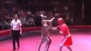 KANGOUROU VS HOMME  COMBAT EN CAGE [upl. by Donnenfeld]