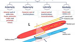 Axillary Vessels and Lymph Nodes  Dr Ahmed Farid [upl. by Clerc590]