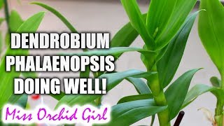 Dendrobium Phalaenopsis Orchids update and recovery [upl. by Eremahs161]