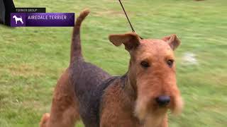 Airedale Terriers  Breed Judging 2021 [upl. by Yasdnyl]