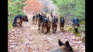 10 german shepherds playing together [upl. by Yeleen]