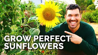 How to Grow Sunflowers Successfully At Home 🌻 [upl. by Nivlen]