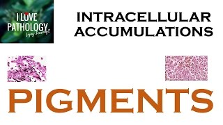 INTRACELLULAR ACCUMULATIONS PIGMENTS [upl. by Levinson]