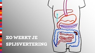 Hoe werkt je spijsvertering  Voedingscentrum [upl. by Anirat]