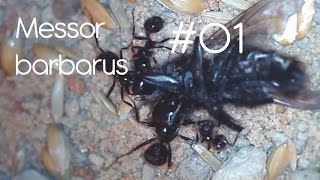 AmazingAnts  Messor barbarus  01 Introduction [upl. by Ludwigg]