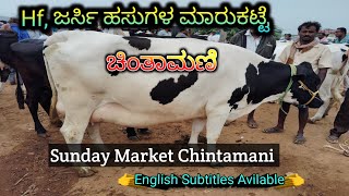 CHINTAMANI COWS MARKET  Hf Jersey Sunday Market  Mohan Crazy Kannada [upl. by Atteloc332]