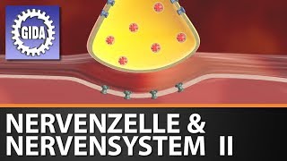 Trailer  Nervenzelle amp Nervensystem II  Biologie  Schulfilm [upl. by Kirsti657]