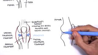 Clinical Anatomy  Knee [upl. by Esmaria]