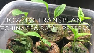 HOW TO Transplant Echinacea  INDOOR GROWING Starting Seeds For Outdoor Planting [upl. by Frolick]