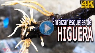 Enraizar esquejes de Higuera [upl. by Naro]