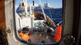 Breisund  Lofoten torskefiske utenfor Hamnøy [upl. by Melc]