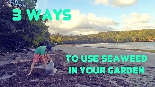 Three Easy Ways to Use Seaweed in Your Garden [upl. by Wailoo44]