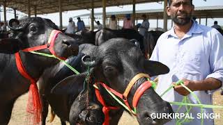 Murrah buffalo from Dhanaula Mandi Punjab [upl. by Ika476]