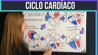 CICLO CARDÍACO ¡fácil explicación  Mentes Médicas [upl. by Nimzzaj]