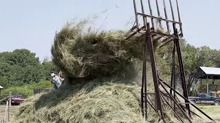 Horse Drawn Loose Haying with an Overshot Stacker [upl. by Irab657]