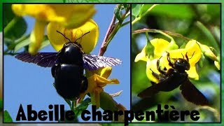 Xylocopa sp    Apidae  Abeilles charpentières  ParisFrance  31082017 [upl. by Wakefield133]