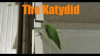 Katydid Facts and Footage  Tettigoniidae [upl. by Jem715]