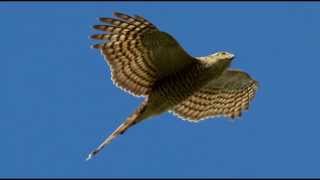 Sparrowhawk Bird Call Bird Song [upl. by Newcomb872]